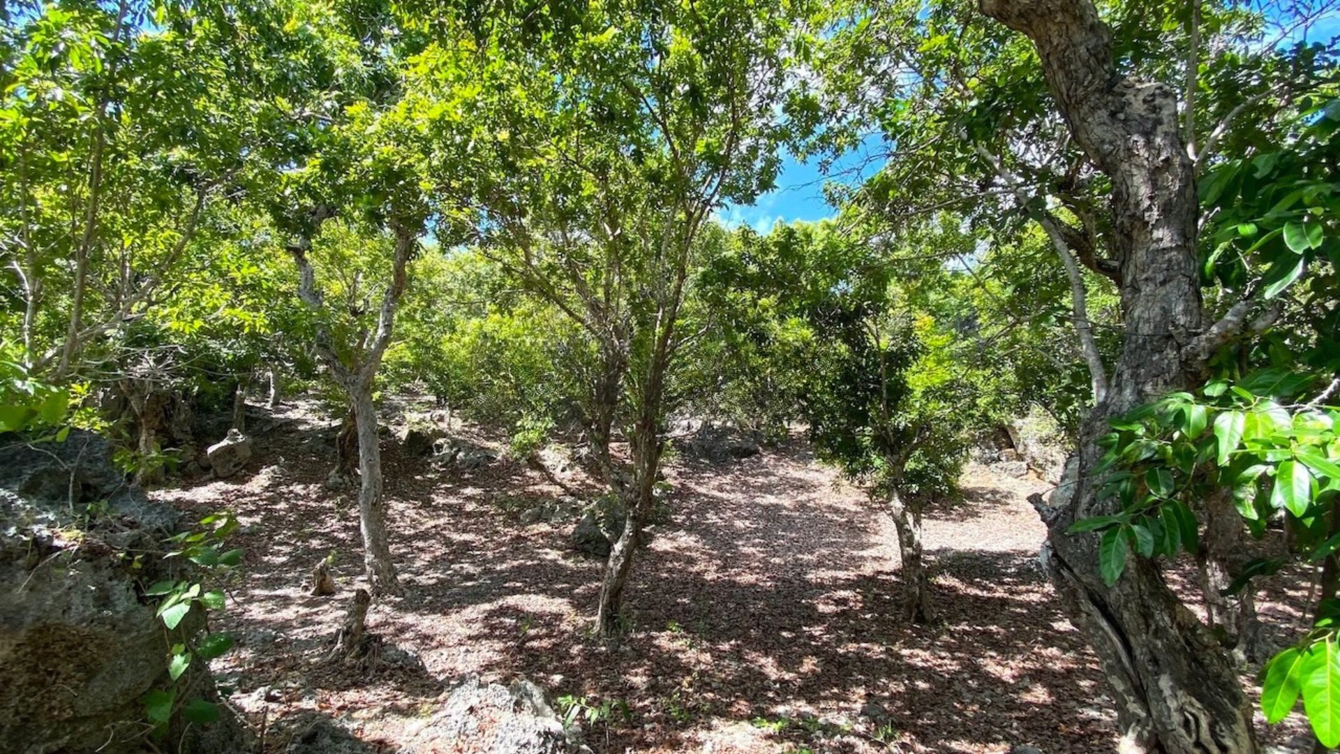 Land condition