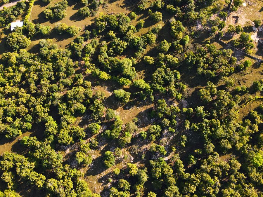 Forested hectare hillside near Nembrala