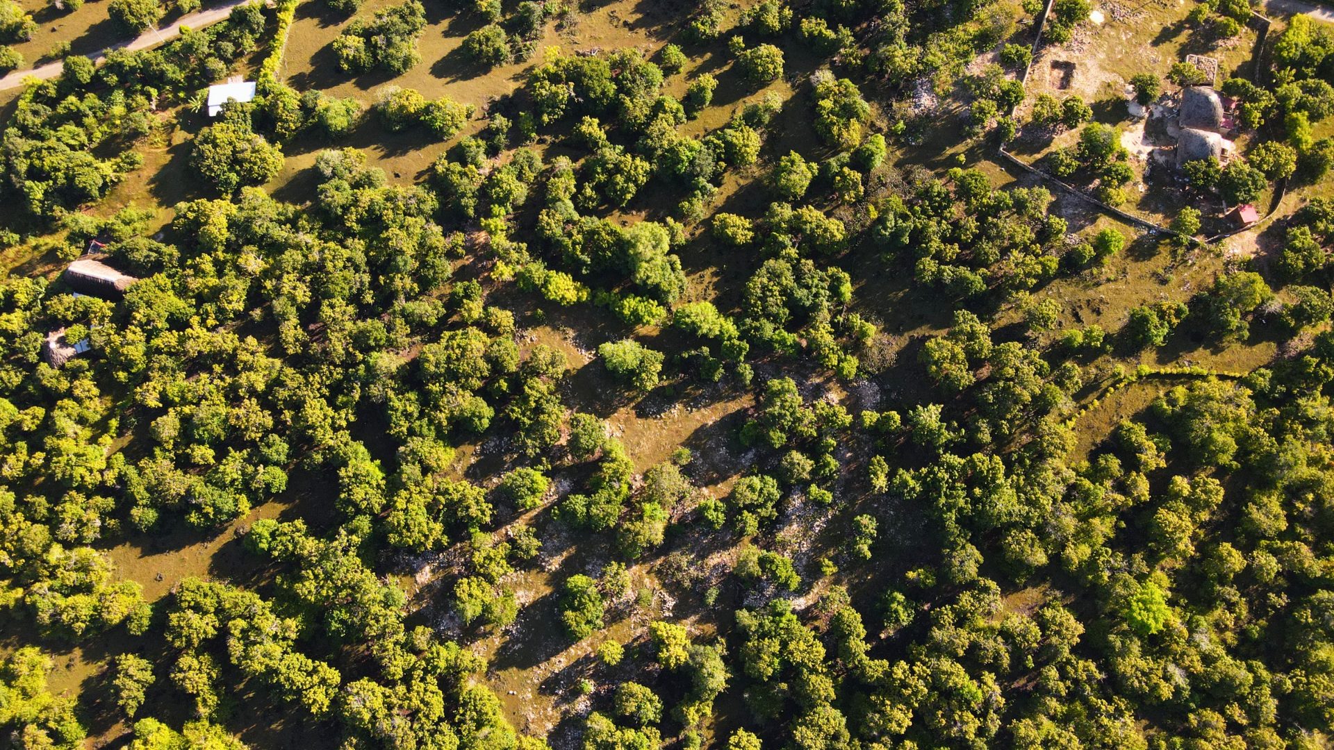 Hillside Forest Nembrala