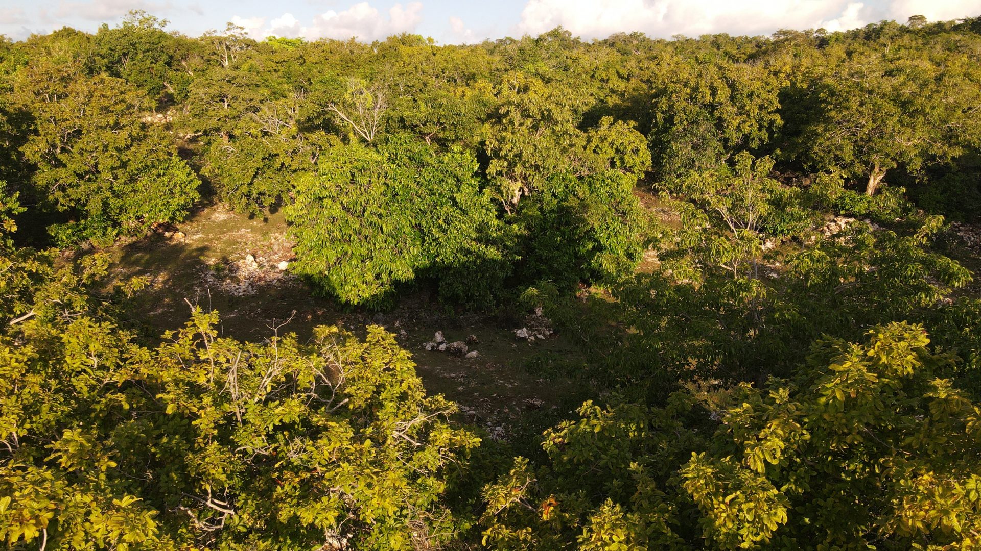 Inside the forest