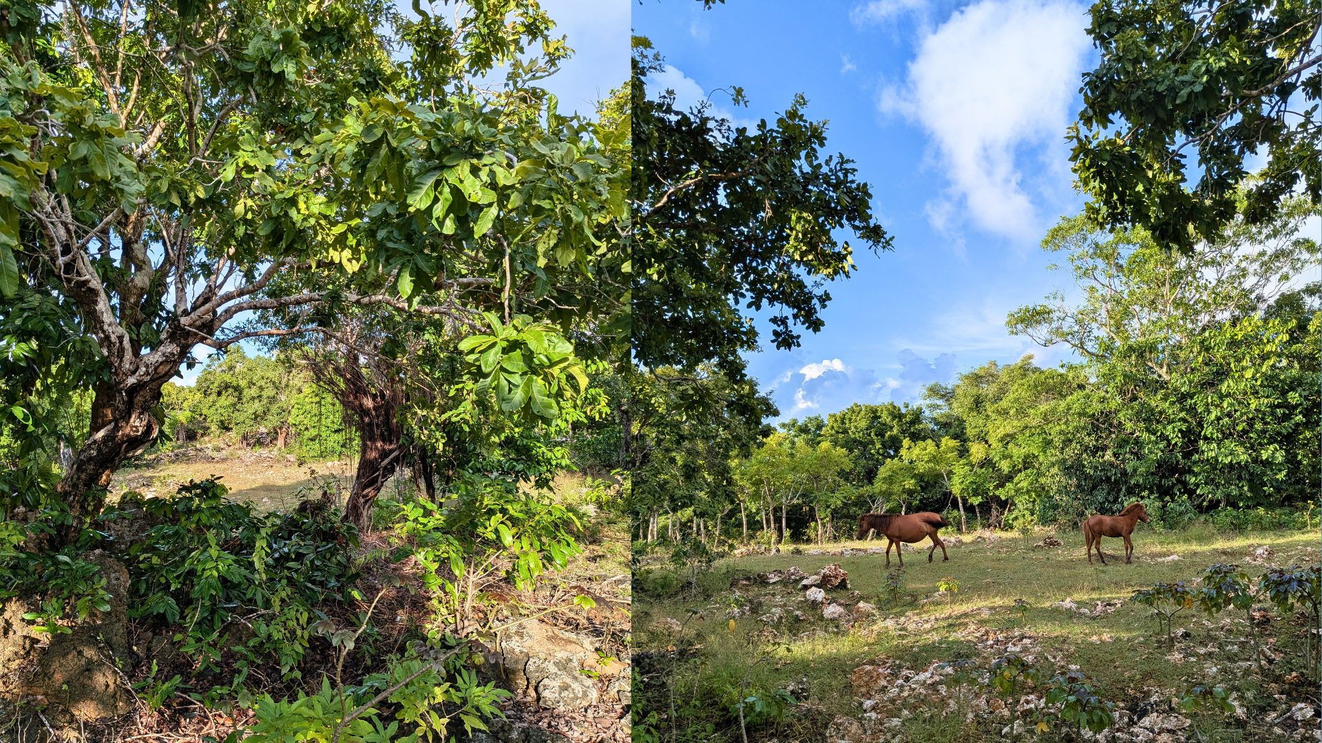 Wild horses on the land